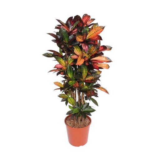 Croton Mrs. Iceton